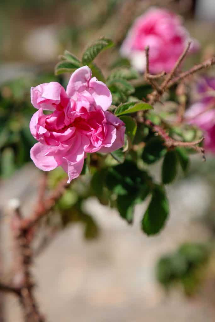 The wellness journal, hotel review, anantara jabal al akhdar oman