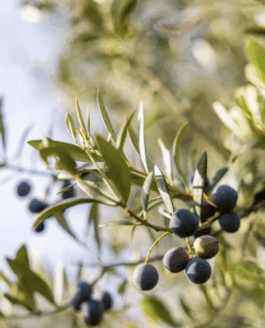 the wellness journal magazine, cooking with olive oil