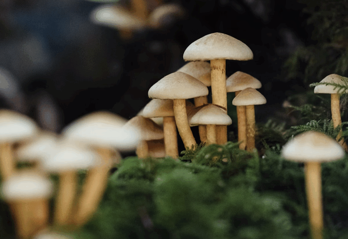 the wellness journal magazine, mushroom extracts and health benefits
