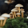 the wellness journal magazine, mushroom extracts and health benefits