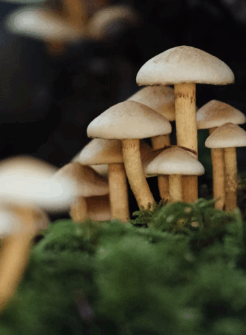 the wellness journal magazine, mushroom extracts and health benefits