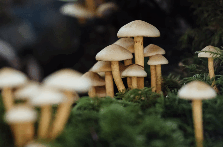 the wellness journal magazine, mushroom extracts and health benefits