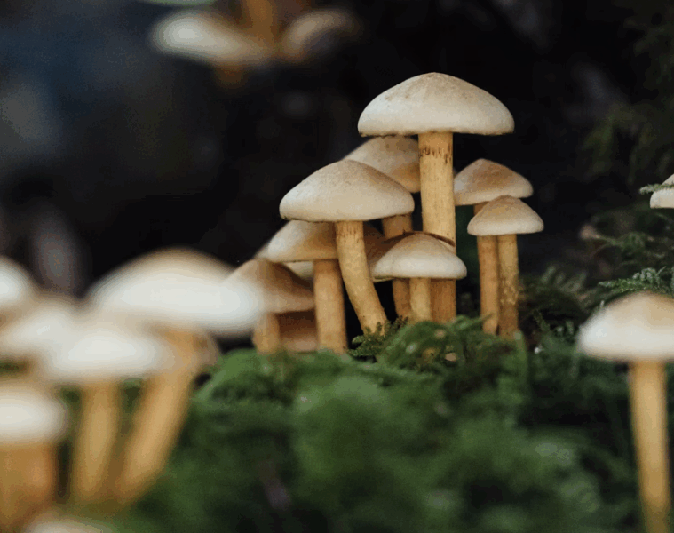 the wellness journal magazine, mushroom extracts and health benefits