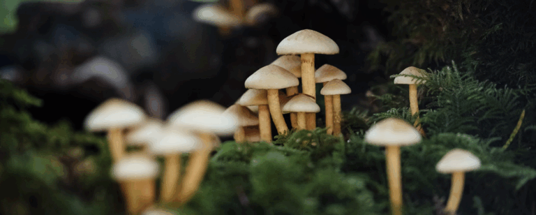 the wellness journal magazine, mushroom extracts and health benefits