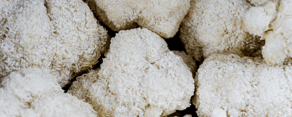 the wellness journal magazine, mushroom extracts and health benefits